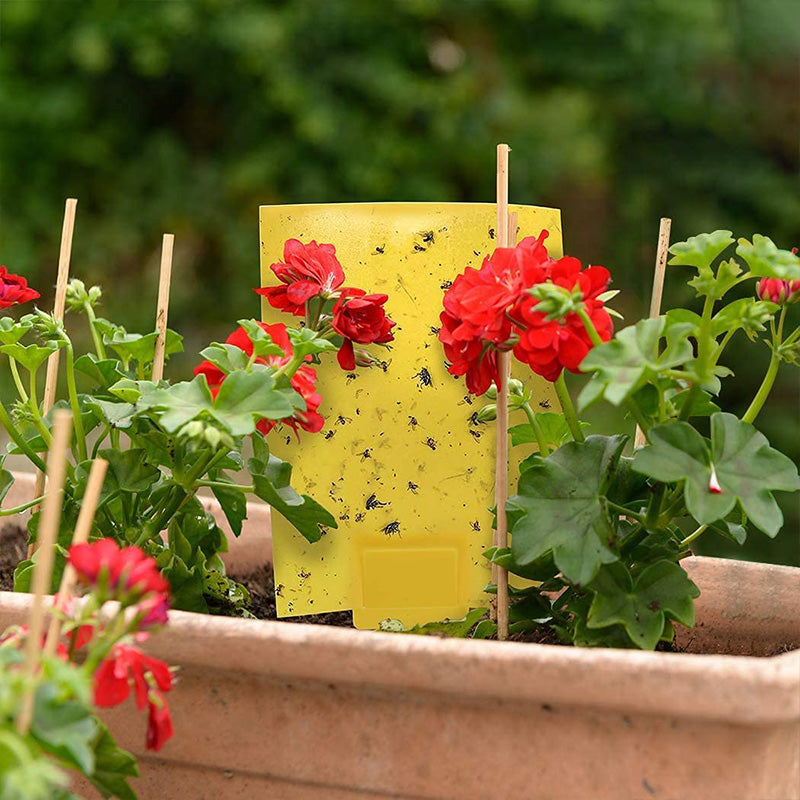 20-Pack Dual-Sided Sticky Traps
